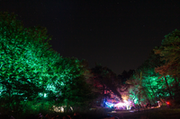 Stars above colorfully lit trees